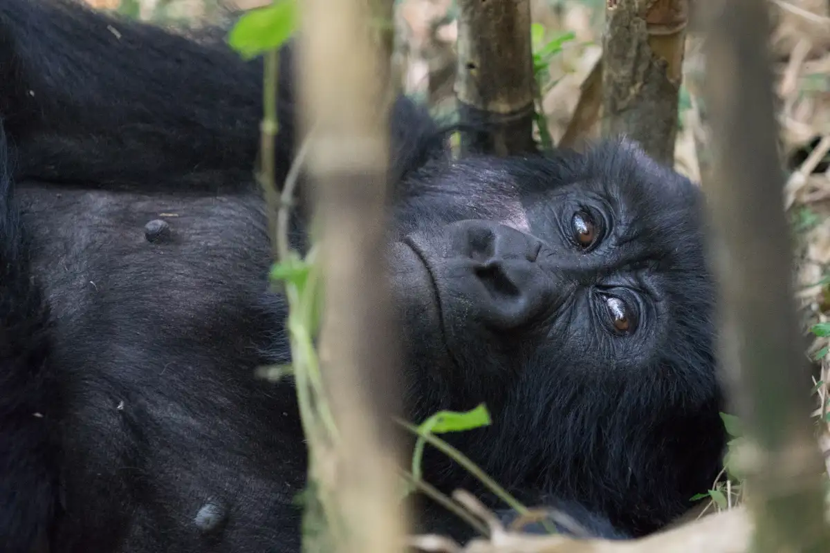 3-Day Gorilla Trekking in Mgahinga Park